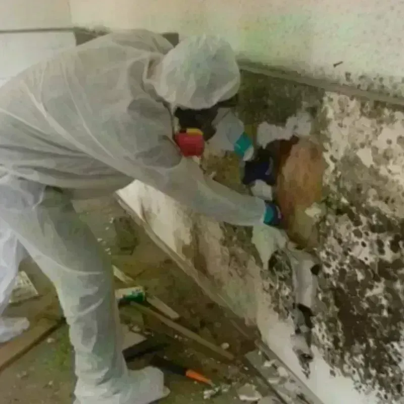 Mold Remediation and Removal in Holden, MA